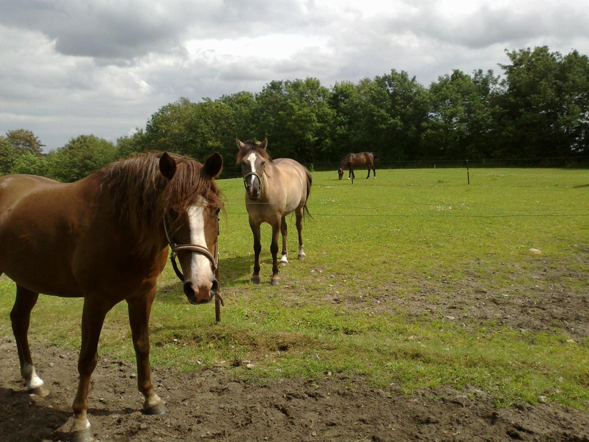 New Forest Spangbo´s Tequila billede 5