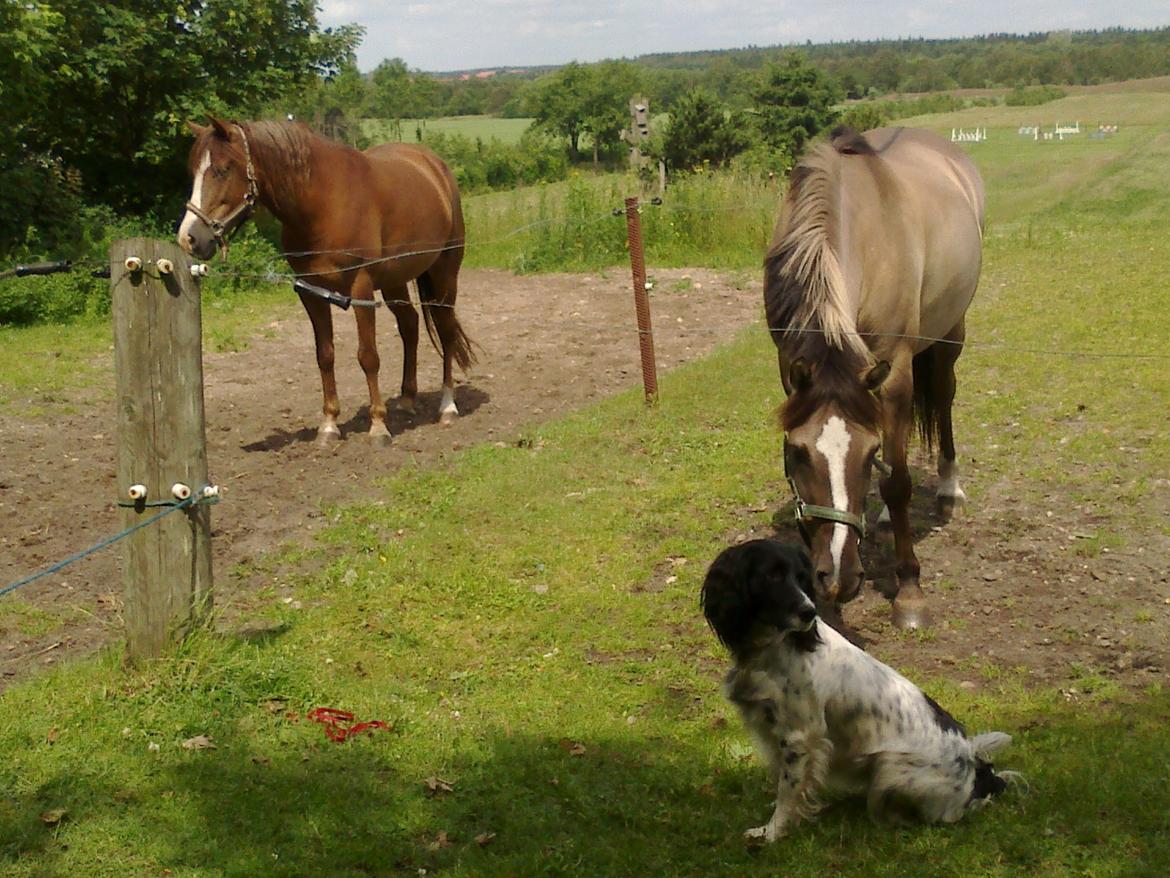 New Forest Spangbo´s Tequila - Sommer hygge :D billede 6