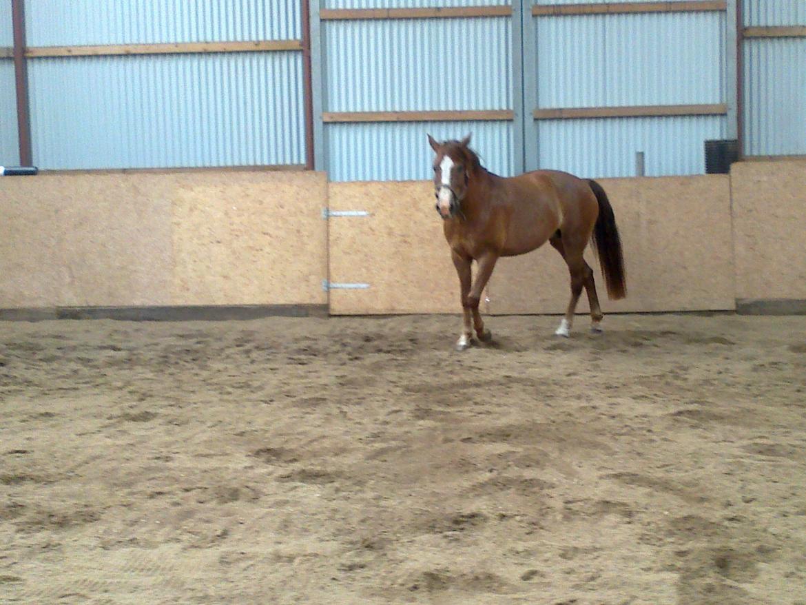 New Forest Spangbo´s Tequila - Løs i hallen :) billede 7