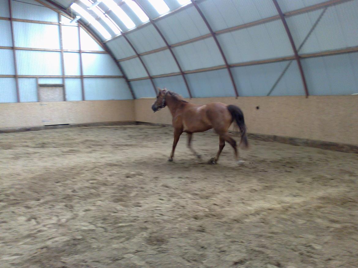 New Forest Spangbo´s Tequila - Løs i hallen :) billede 8