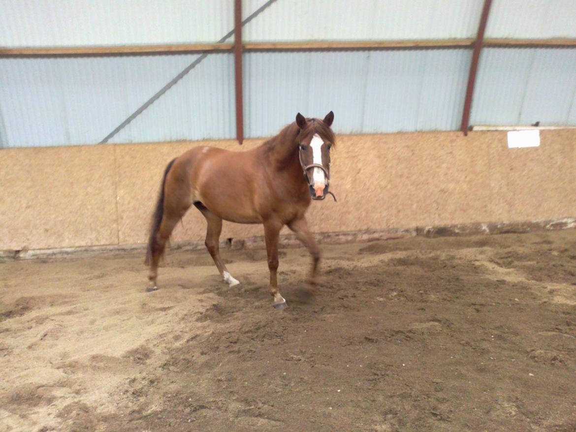 New Forest Spangbo´s Tequila - Løs i hallen :) billede 9