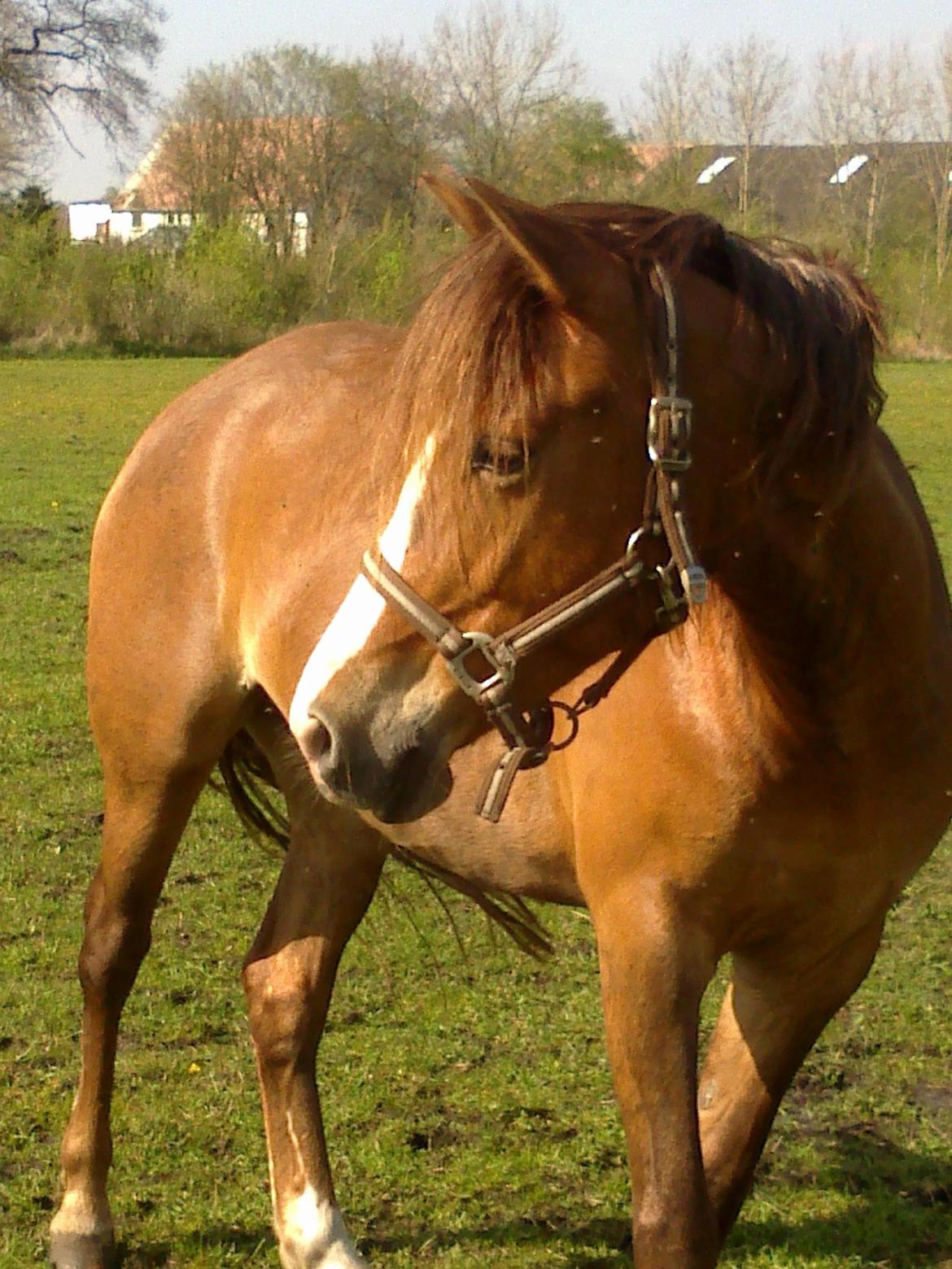 New Forest Spangbo´s Tequila - Så smuk !! :D billede 3