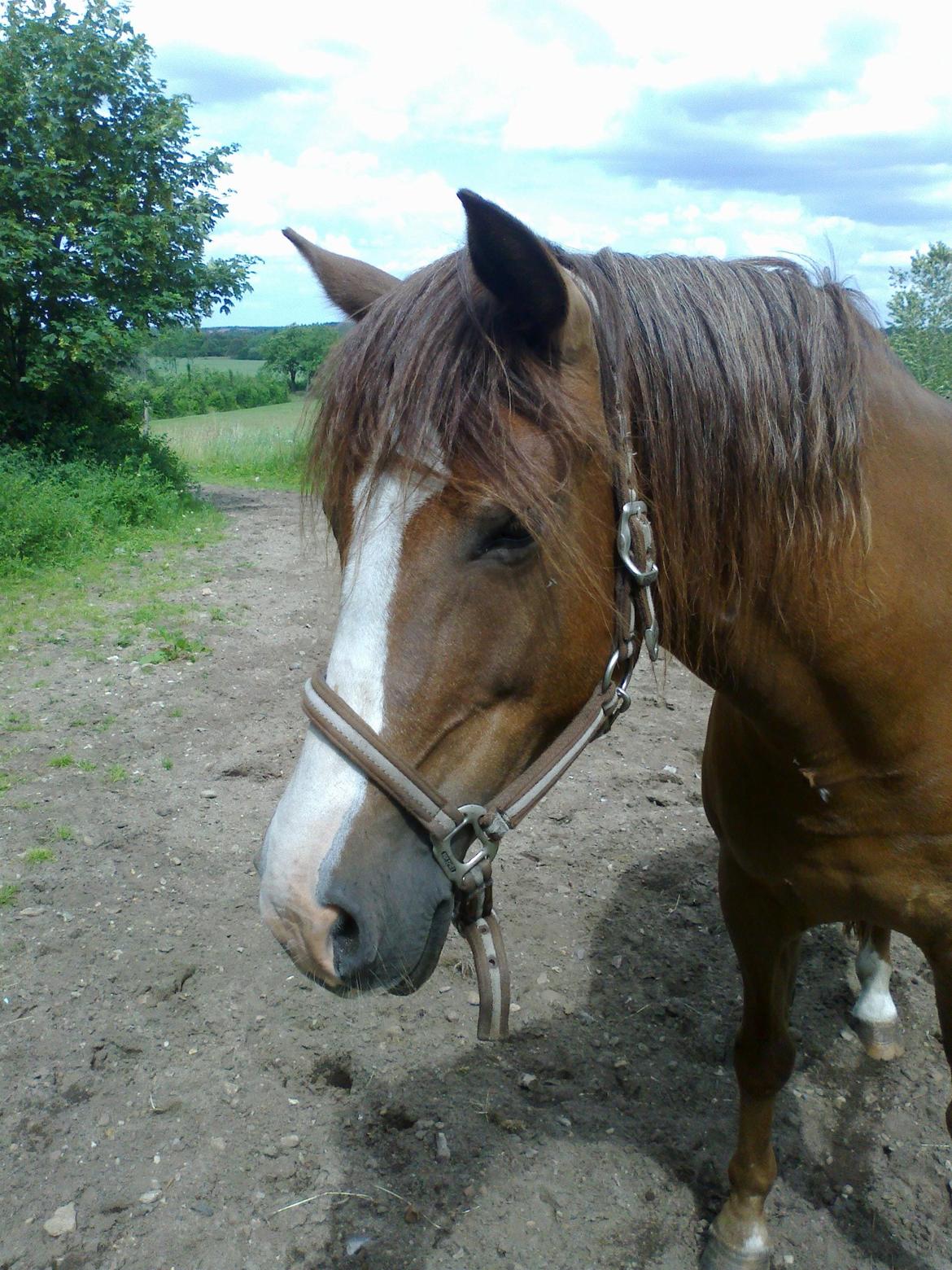 New Forest Spangbo´s Tequila - Velkommen til Spangbo's Tequila's Profil billede 1