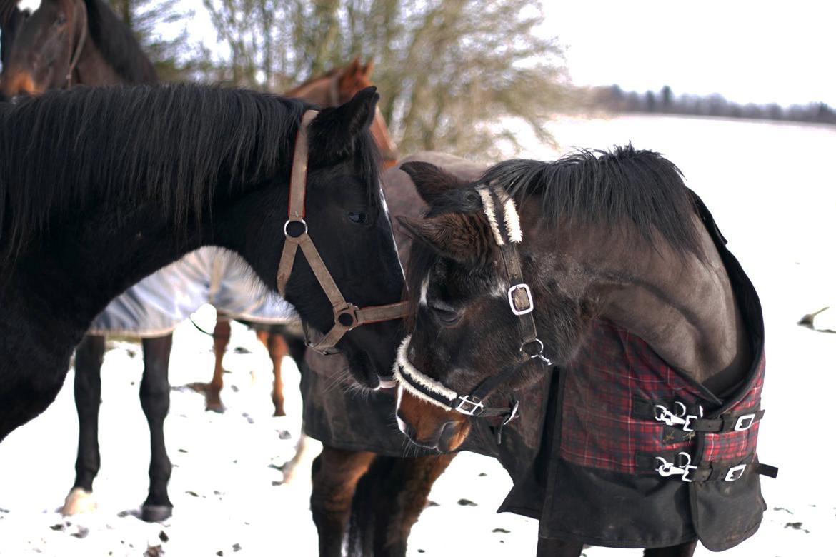 Dansk Varmblod Mosegårdens Derello "Frost" <3 - Frost og Cassie, med Dia i baggrunden :b billede 32