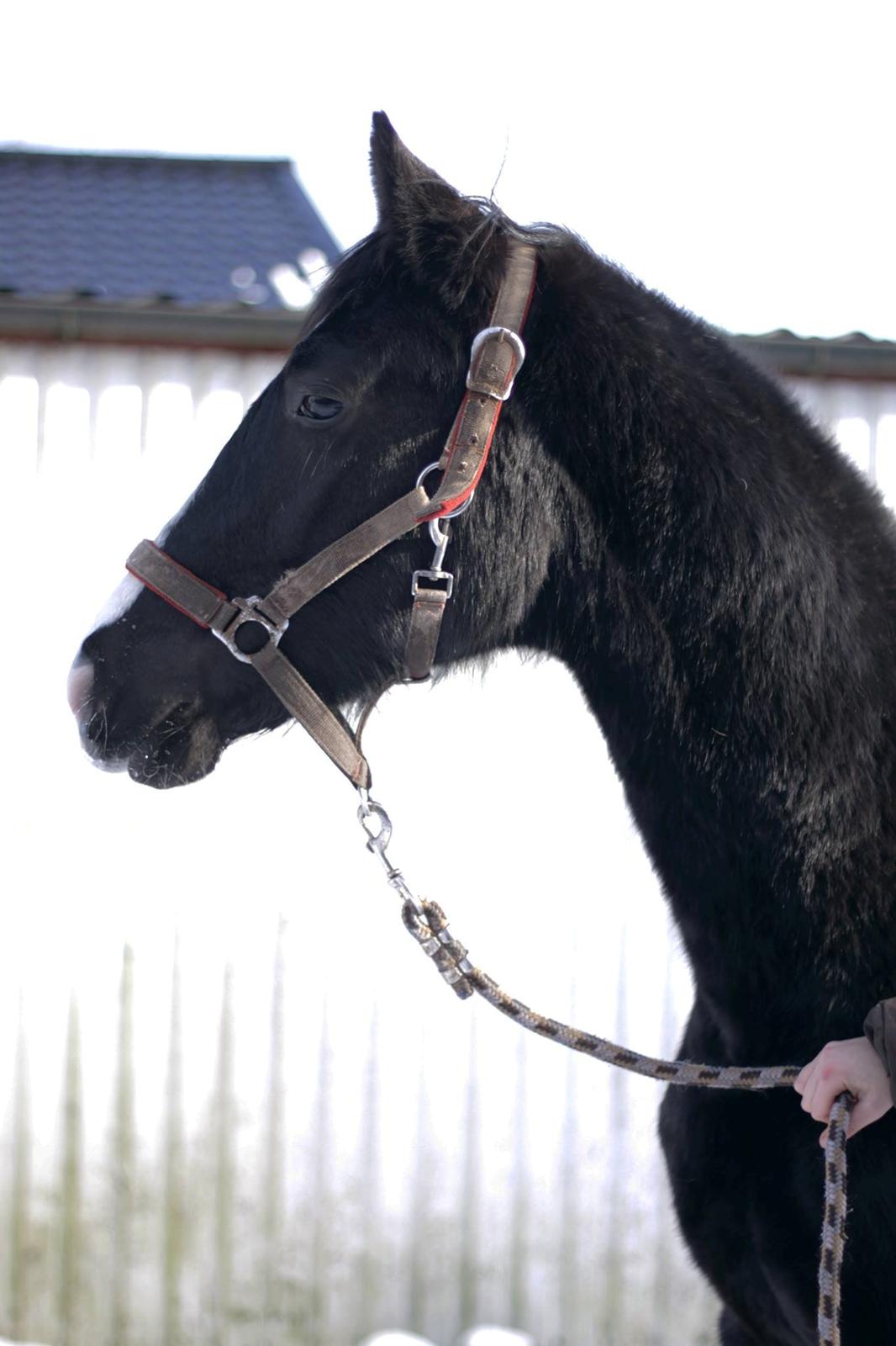 Dansk Varmblod Mosegårdens Derello "Frost" <3 billede 33