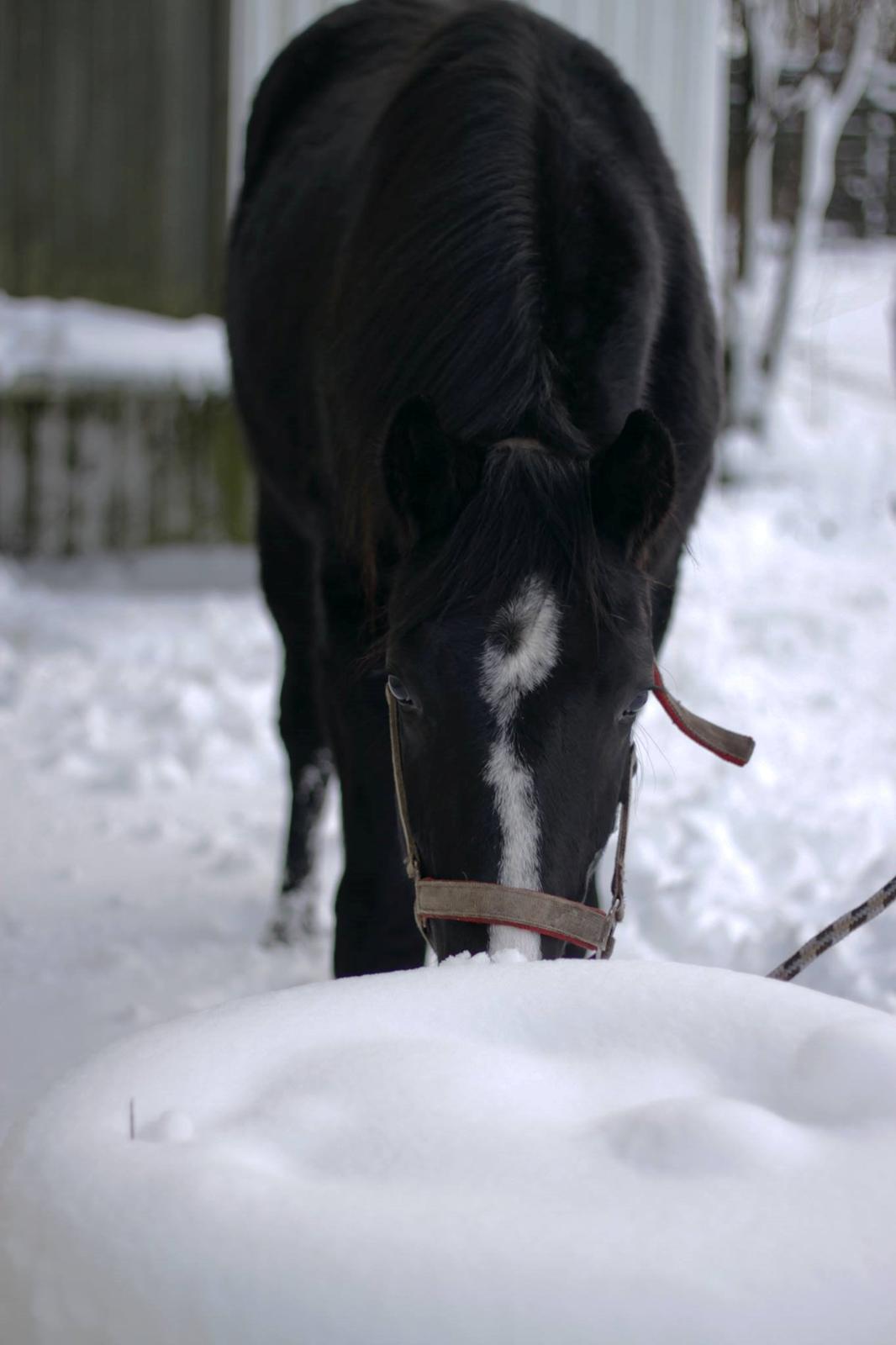 Dansk Varmblod Mosegårdens Derello "Frost" <3 billede 34
