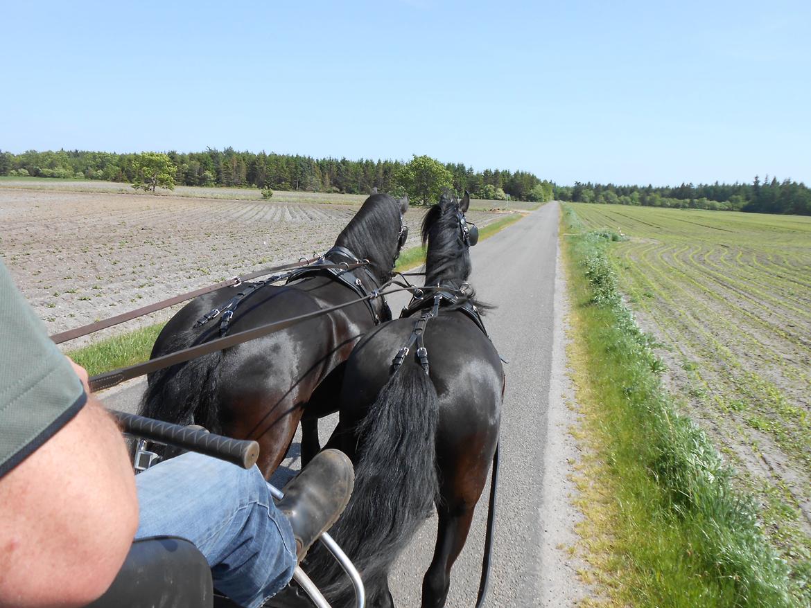 Frieser Elvira von Inger-Marienlund - Elvira på første 2-spands-tur med mor-Mazandra, sommeren 2014 billede 12