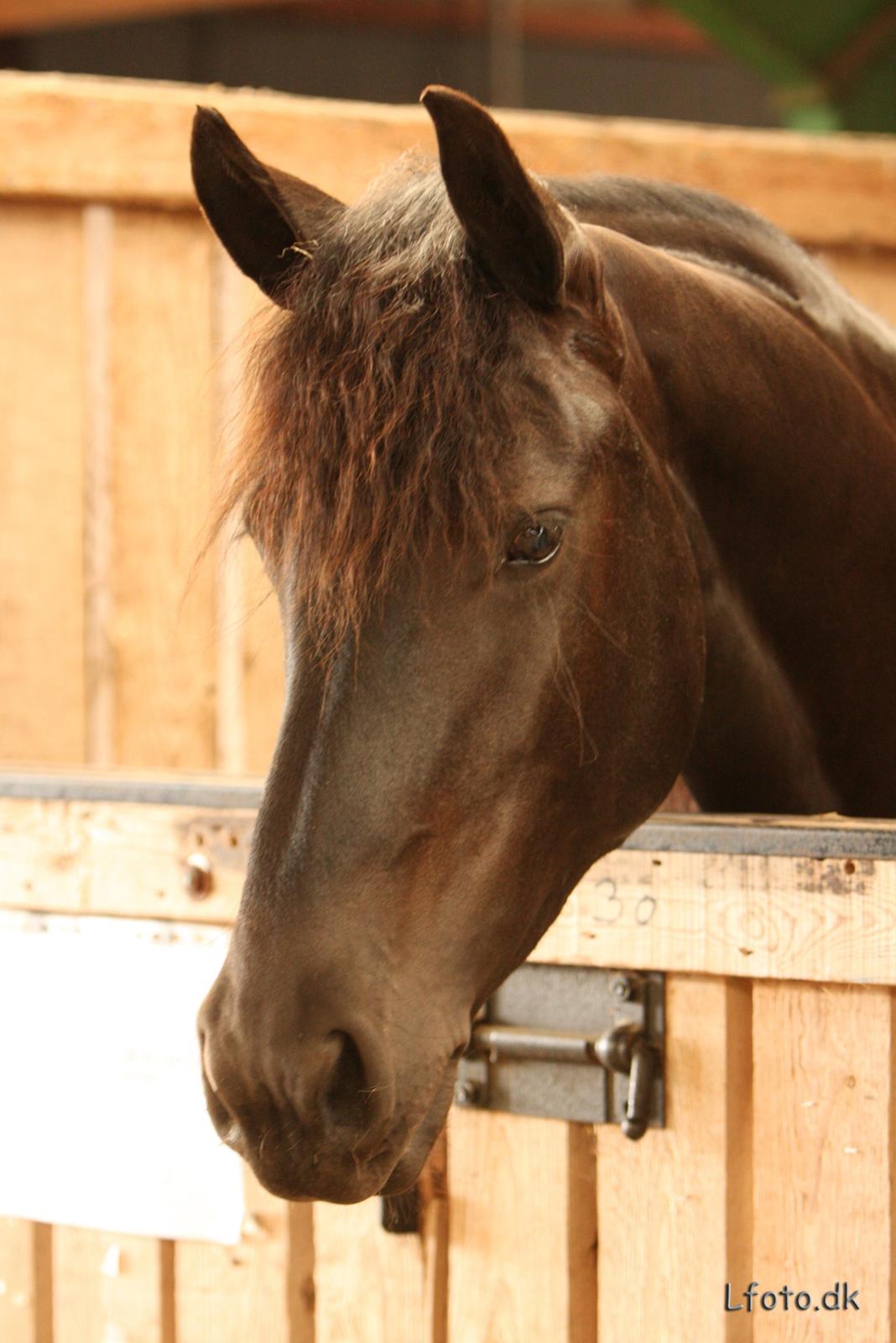 Frieser Mazandra von Inger-Marienlund, stb. STER - Mazandra til landsskuet i Herning 2008, - 4årig hoppe. billede 19