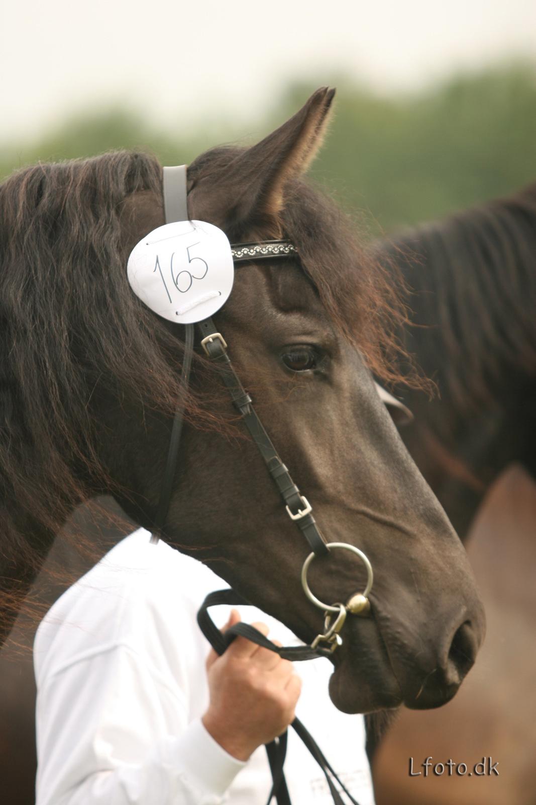 Frieser Mazandra von Inger-Marienlund, stb. STER - Mazandra til Landsskuet i Herning 2007, hvor hun var med som 3årig.. billede 20