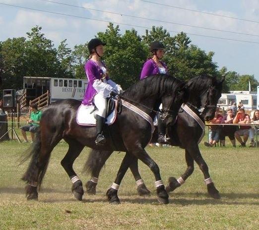 Frieser Mazandra von Inger-Marienlund, stb. STER - Mazandra til FrieserNord show i Hjallerup 2014 billede 7