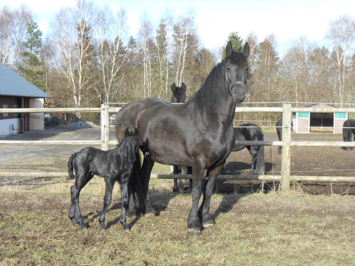 Frieser Mazandra von Inger-Marienlund, stb. STER - Mazandra med datteren Wilma, februar 2015 billede 8