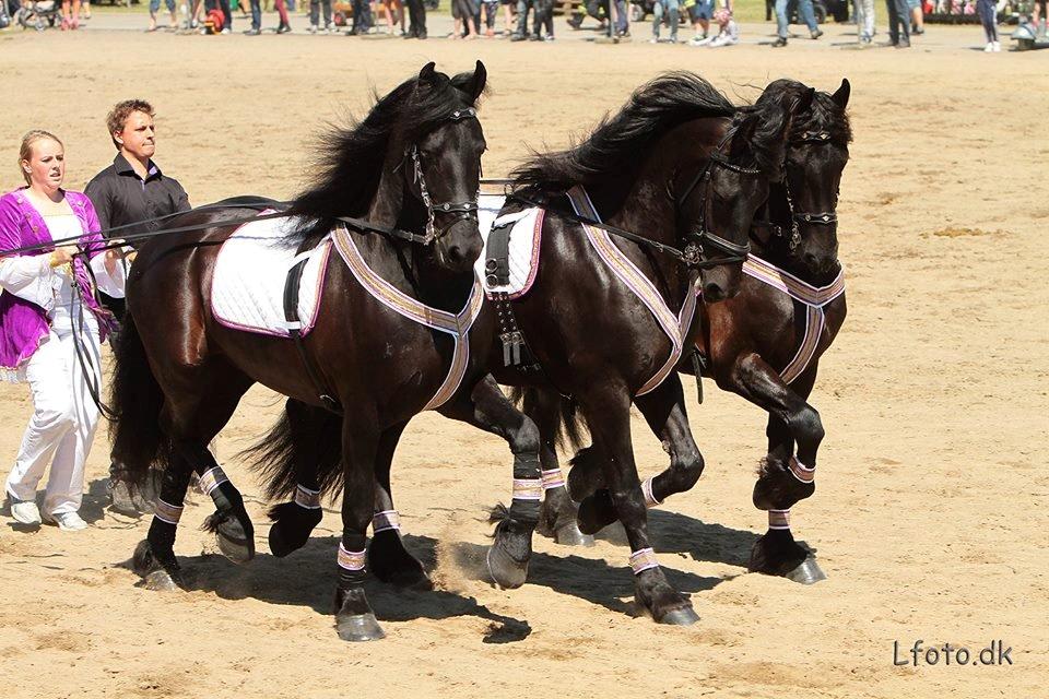 Frieser Helena von Inger-Marienlund - Helena i liner (midterste hest) til FrieserNords show ved landsskuet 2014 i Herning. billede 11