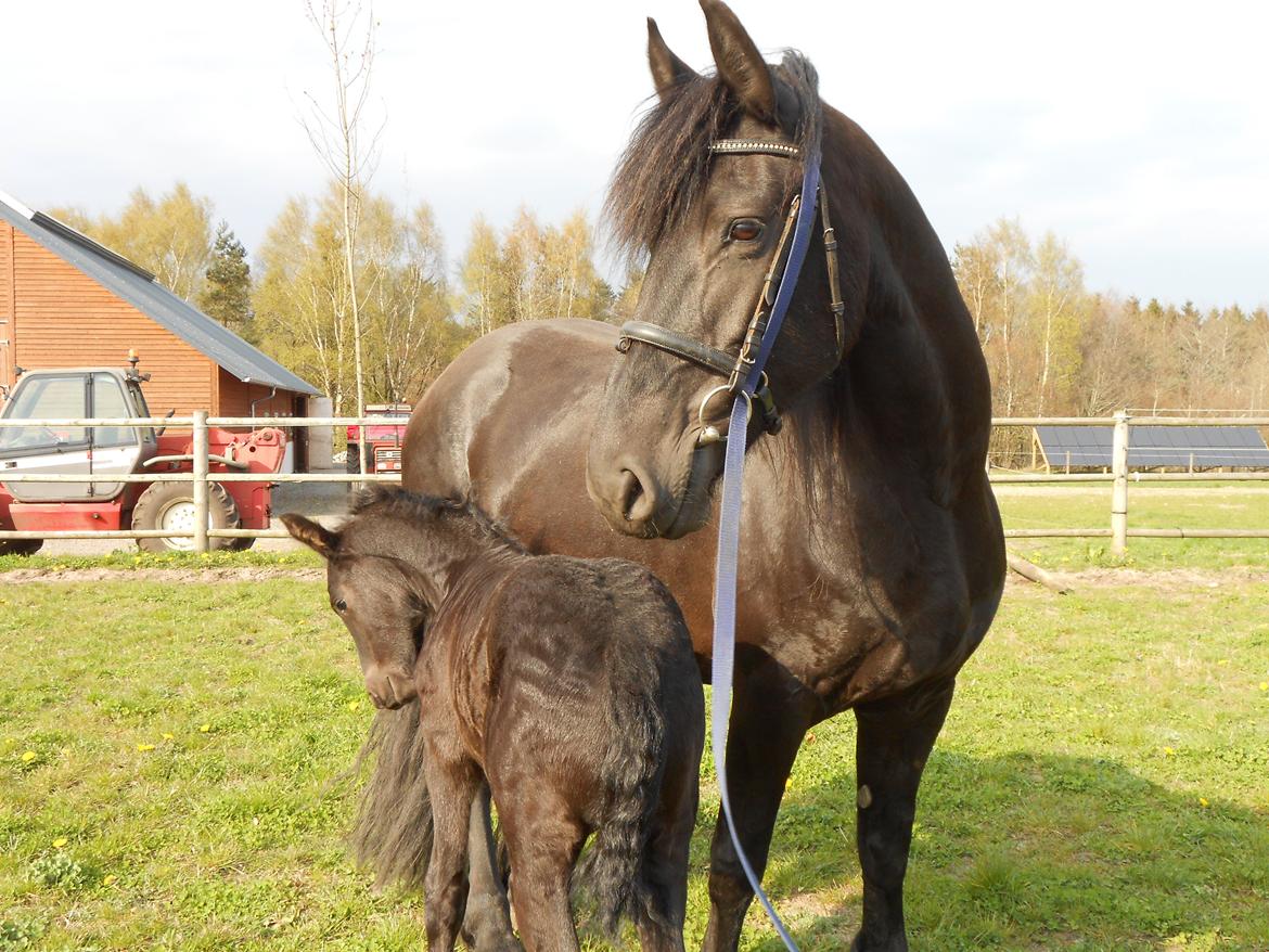 Frieser Paula von Inger-Marienlund, stb. 3. præmie - Paula med føllet Tesla, 2014 billede 15