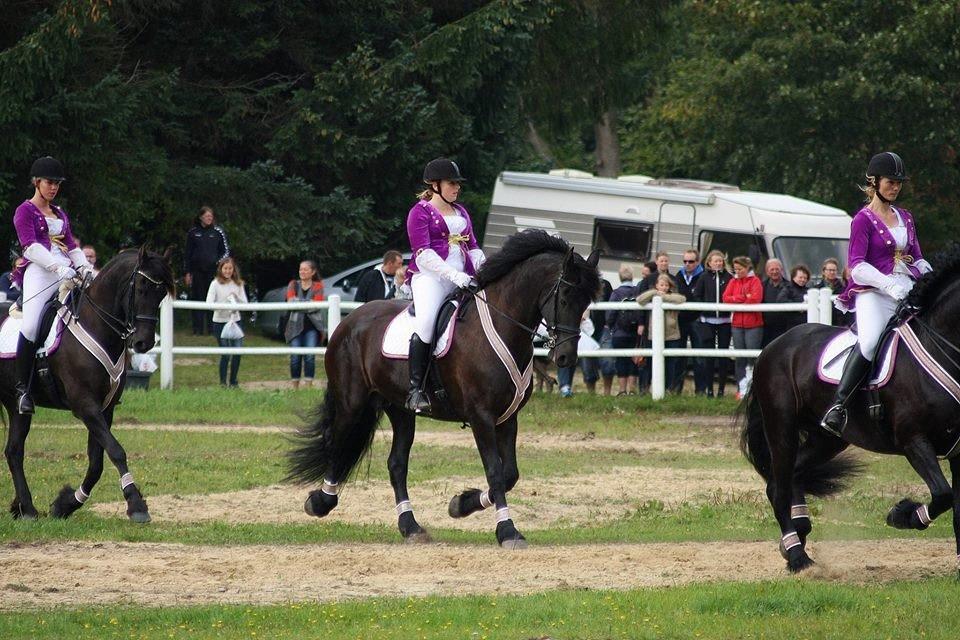 Frieser Paula von Inger-Marienlund, stb. 3. præmie - Paula og Eline til show 2014 billede 10