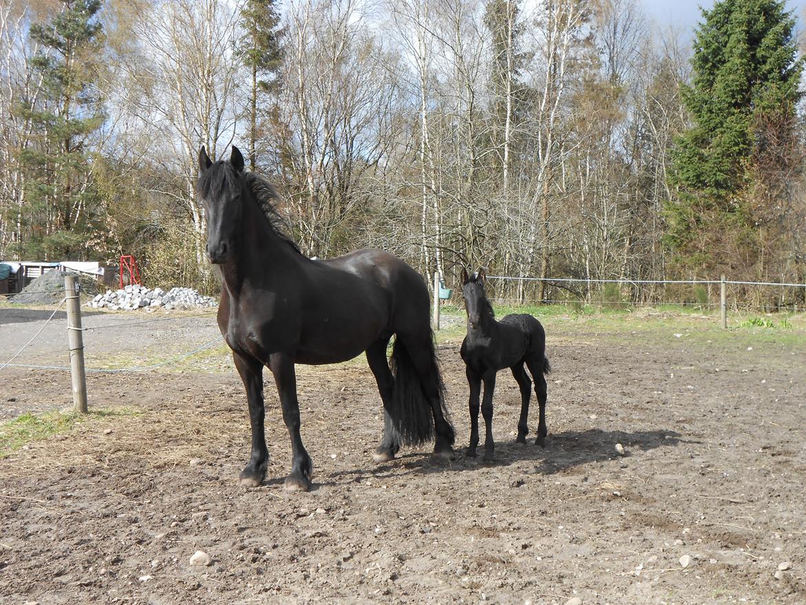 Frieser Tesla von Inger-Marienlund - Paula og Tesla, april 2014, 3 uger gammel billede 10