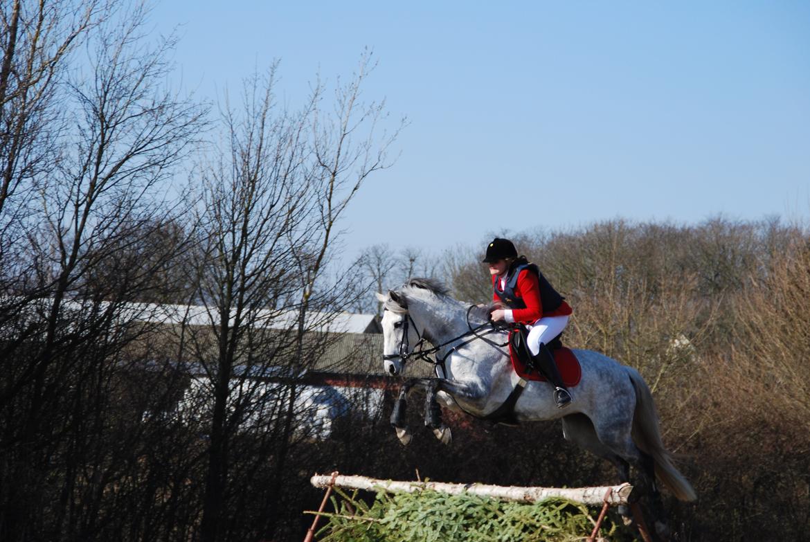 Anden særlig race Windrose's Athena - Babyjagt 2011 billede 14