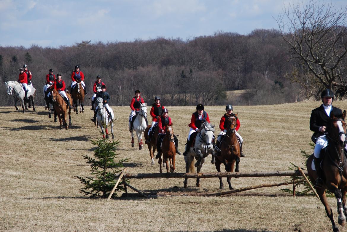 Anden særlig race Windrose's Athena - Babyjagt 2011 billede 15