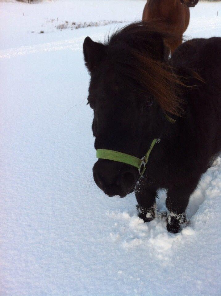 Shetlænder Mulle.  billede 8