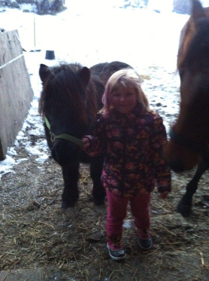 Shetlænder Mulle.  billede 9