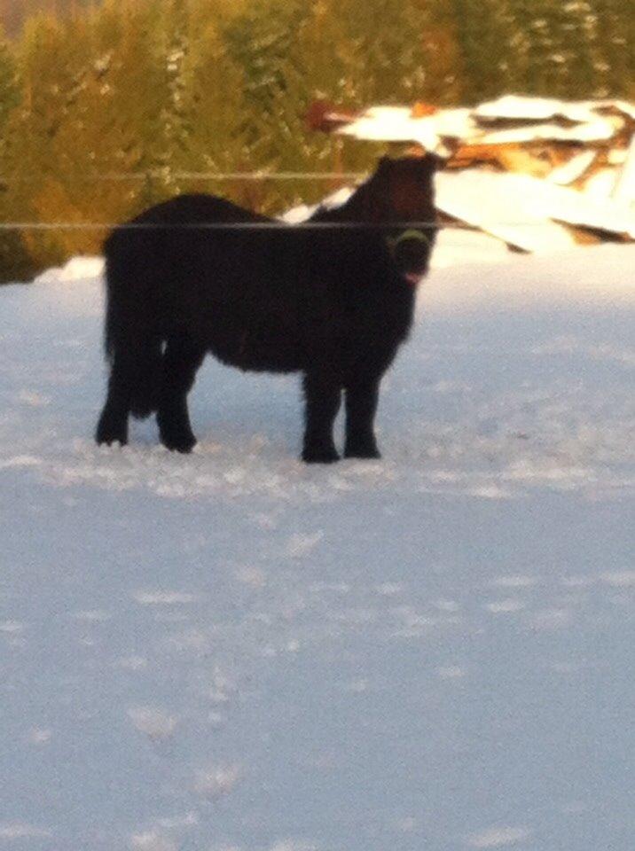 Shetlænder Mulle.  billede 10