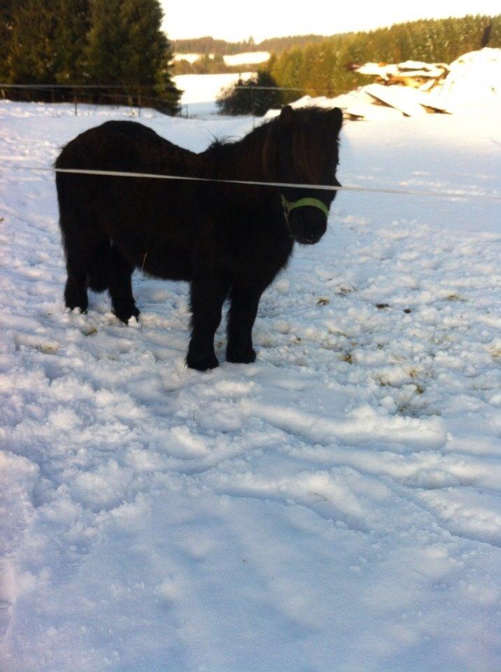 Shetlænder Mulle.  billede 11