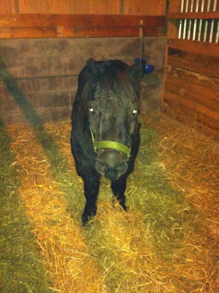 Shetlænder Mulle.  billede 12