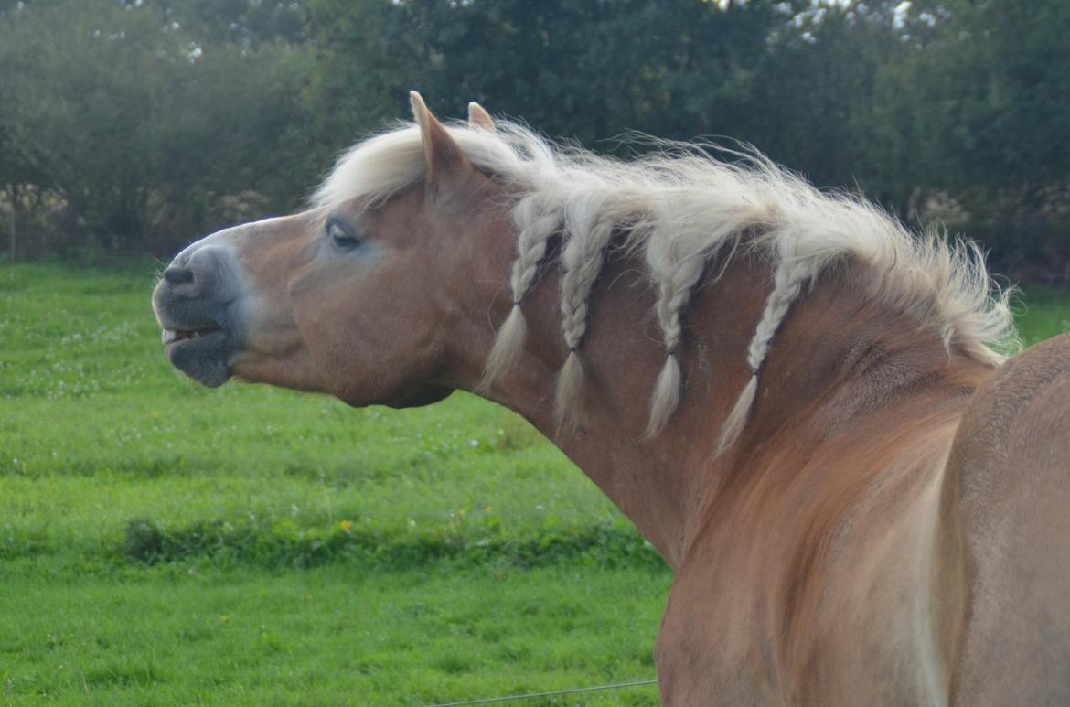 Haflinger WHISKY billede 1