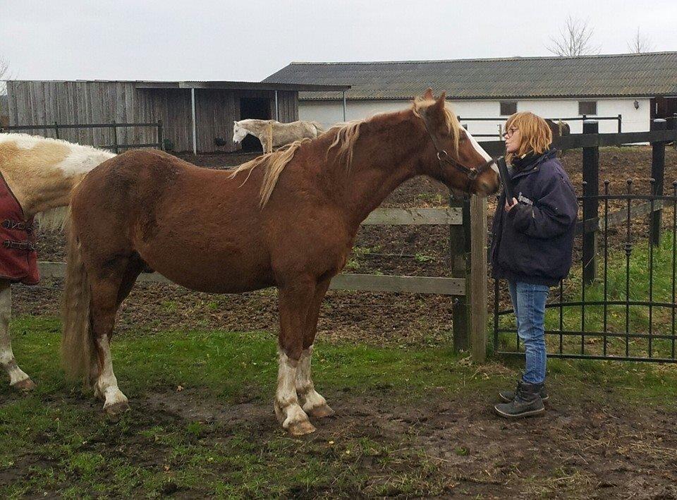 Welsh Cob (sec D) Bymosegårds Gigant...(aka.Shilo) billede 1