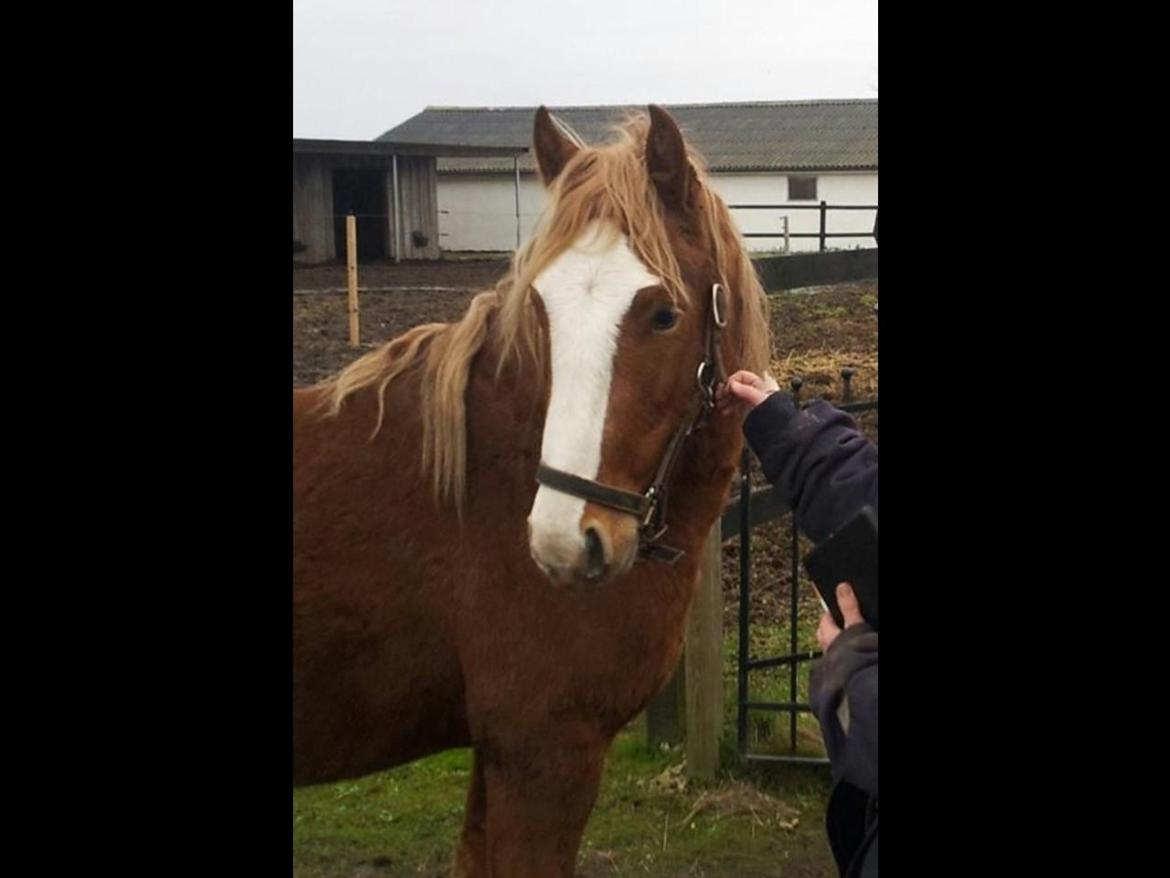 Welsh Cob (sec D) Bymosegårds Gigant...(aka.Shilo) billede 2