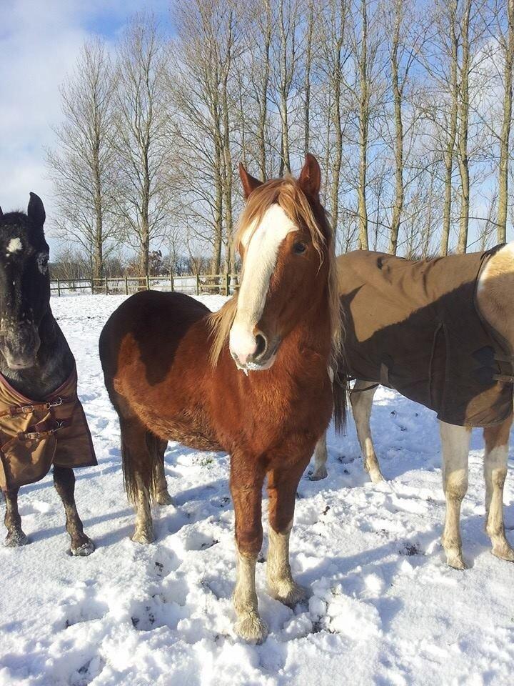 Welsh Cob (sec D) Bymosegårds Gigant...(aka.Shilo) billede 3