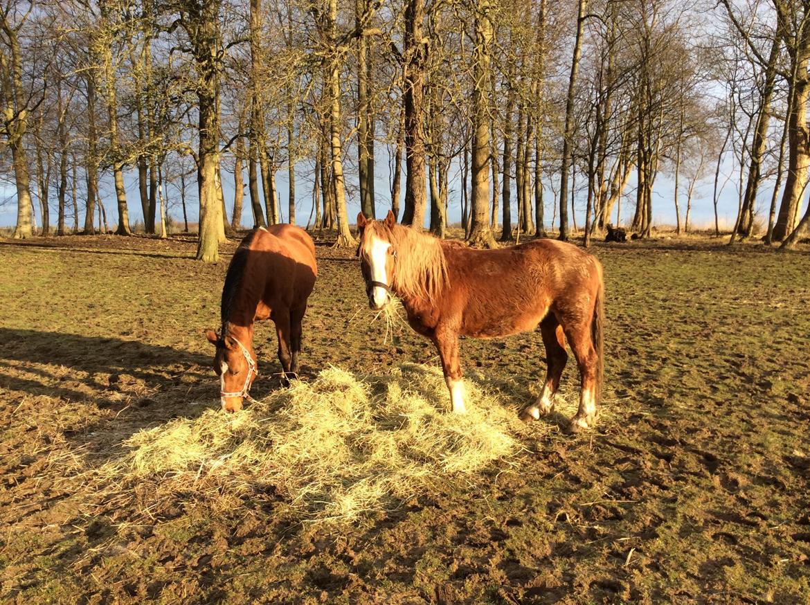 Welsh Cob (sec D) Bymosegårds Gigant...(aka.Shilo) billede 4
