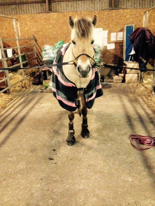 Fjordhest Thilde billede 21