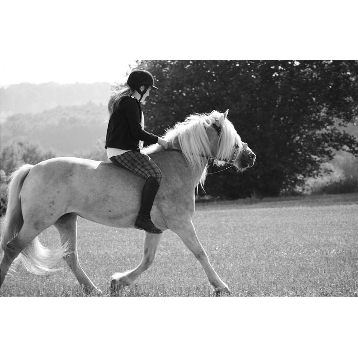 Haflinger Lara billede 5