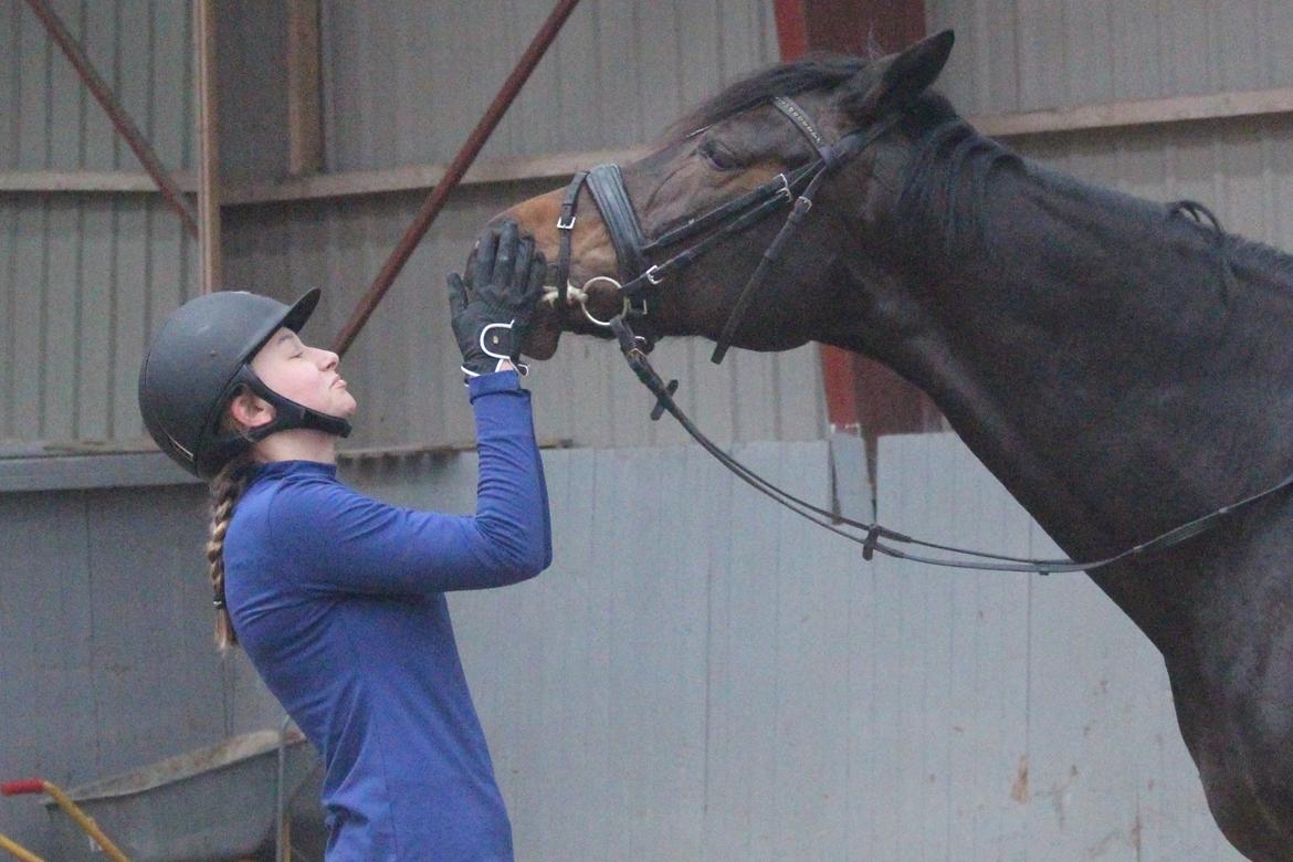 Dansk Varmblod Lillemarkens Cirkeline - ... billede 10