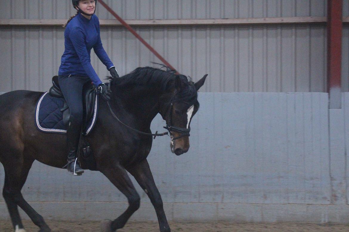Dansk Varmblod Lillemarkens Cirkeline - Det var så min favorit pomfrit aka Cirkeline <3 billede 17