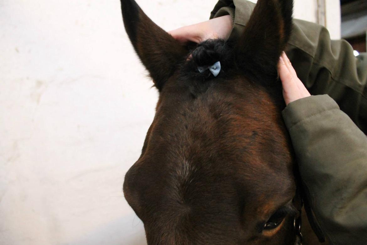 DSP Snorgaardens Monty - Vinter 2015 (foto: IKJ©) billede 11