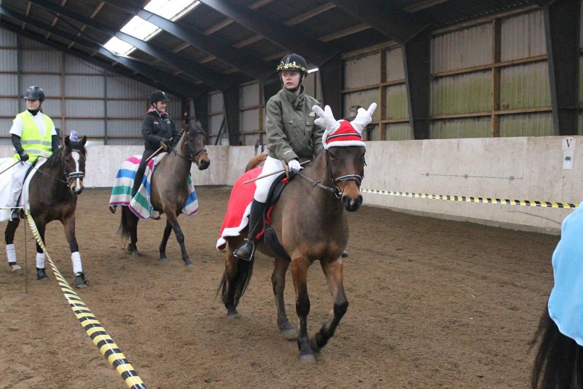 DSP Snorgaardens Monty - Vinter 2015 (Foto: IKJ©) billede 12