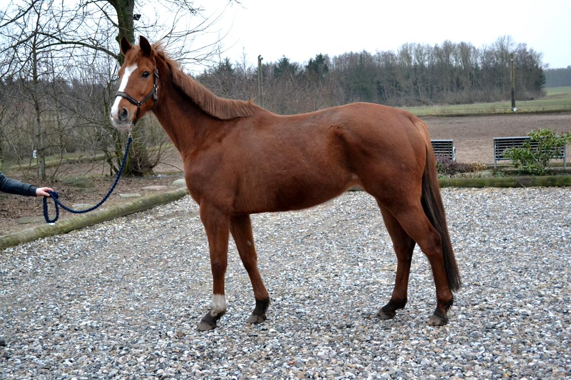 Anden særlig race Silvia - Silvia - 15-02-2015 billede 1