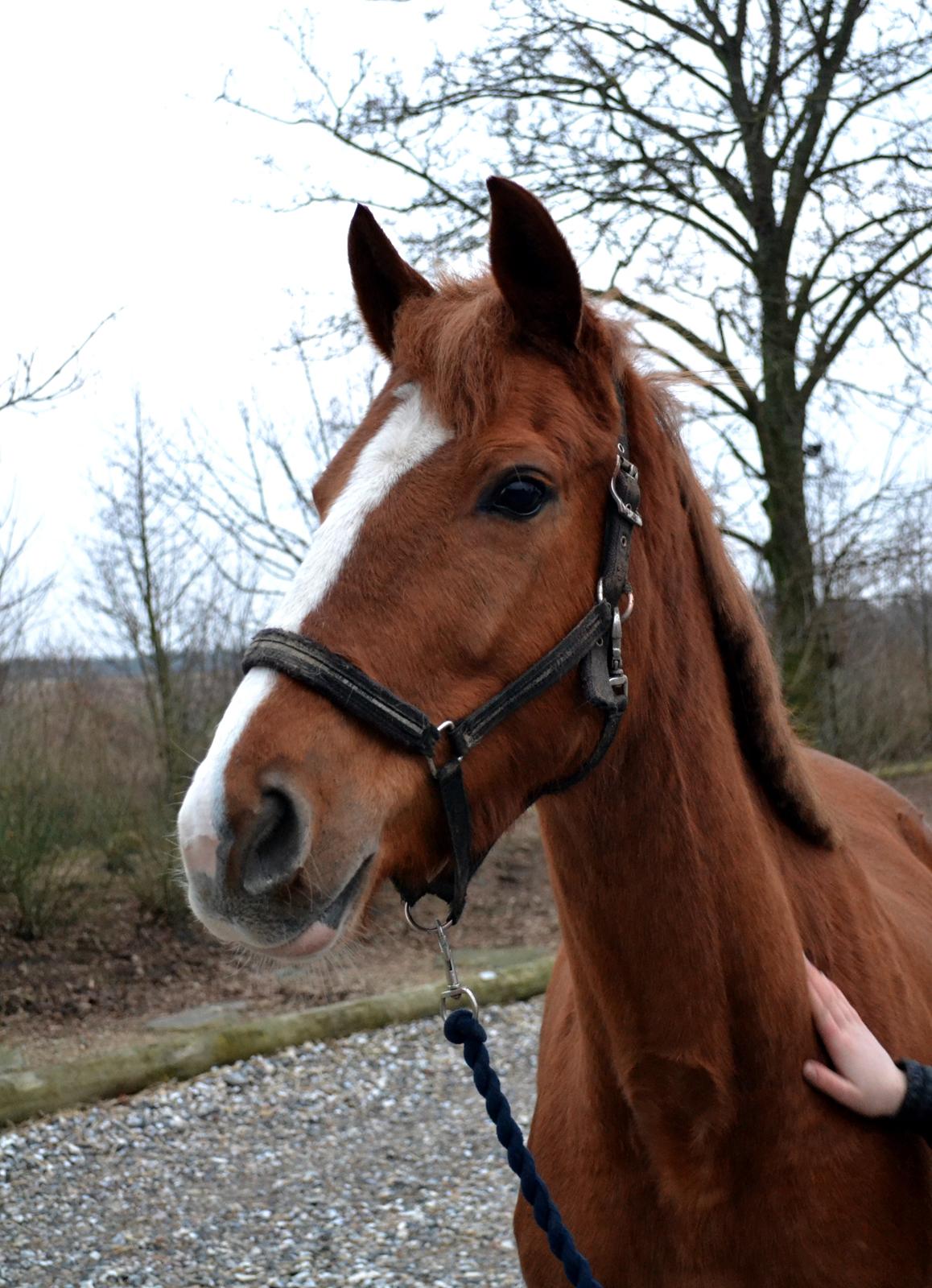 Anden særlig race Silvia - Silvia 15-02-2015 billede 2