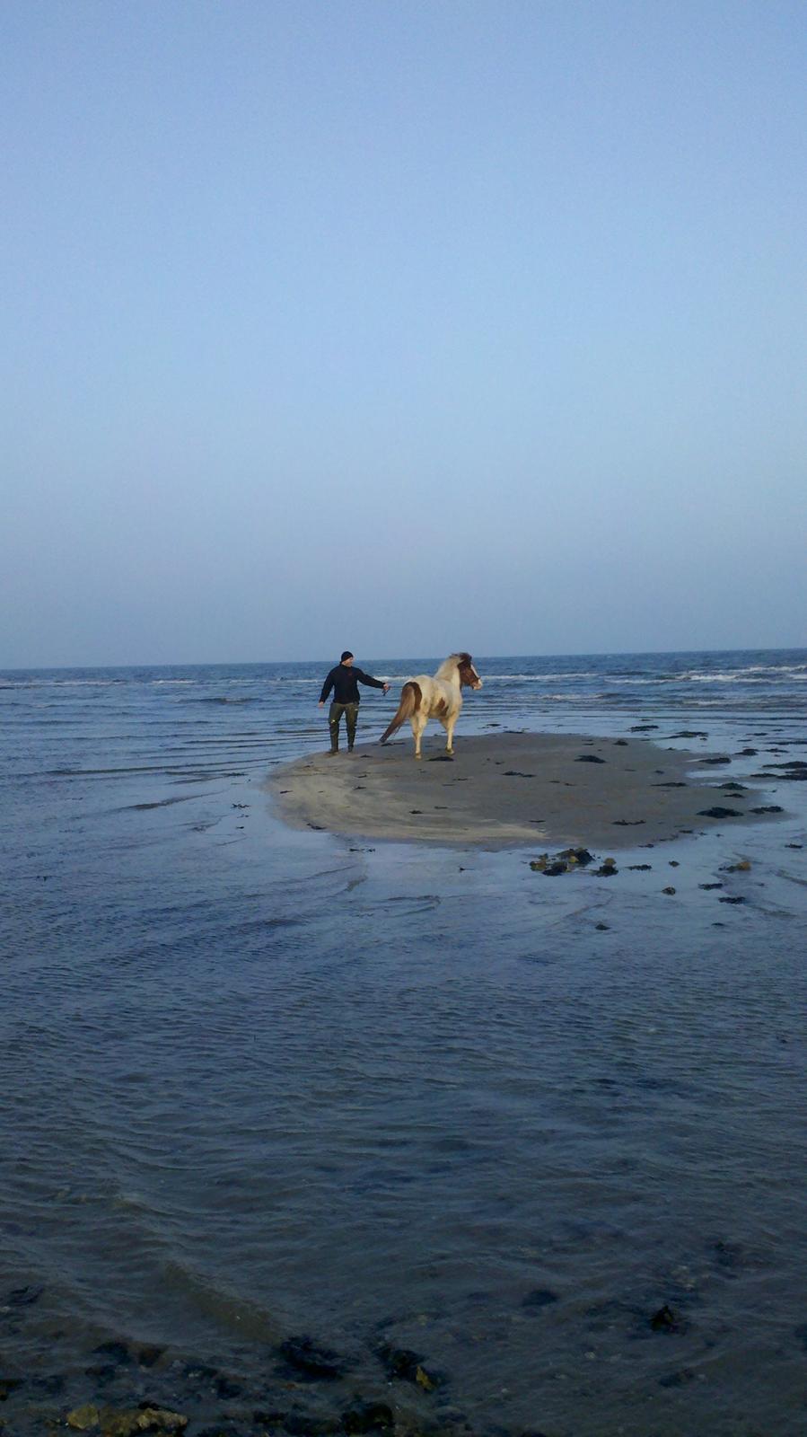 Islænder Litla fra Midtgaard - I dag har Litla for første gang været ved stranden billede 4
