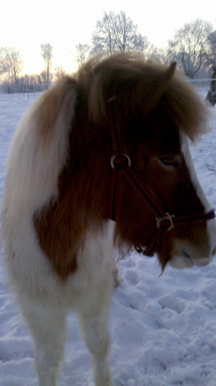 Islænder Litla fra Midtgaard - Litla er blevet træt billede 11