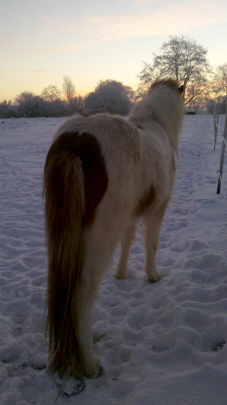 Islænder Litla fra Midtgaard billede 13
