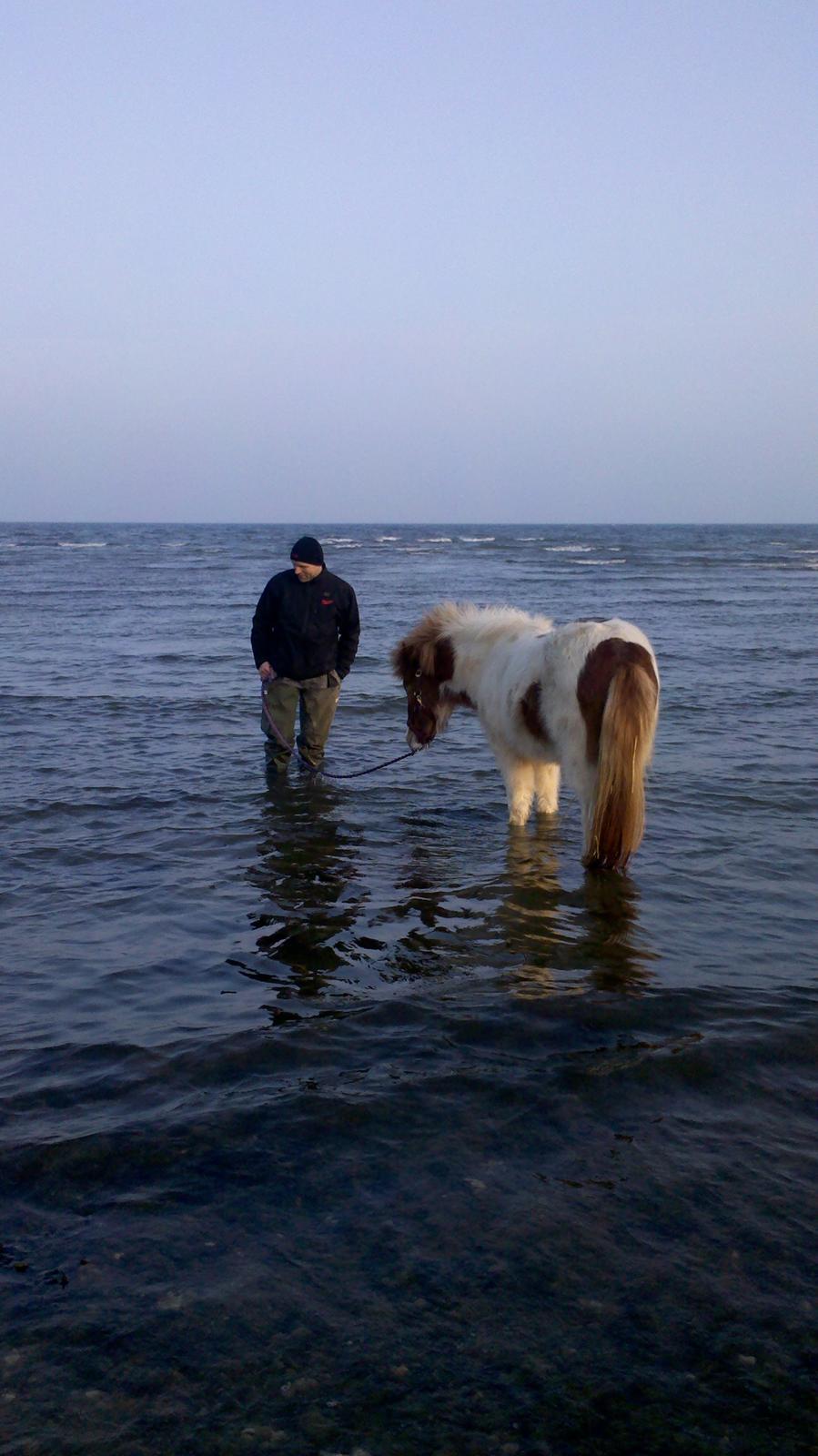 Islænder Litla fra Midtgaard billede 9