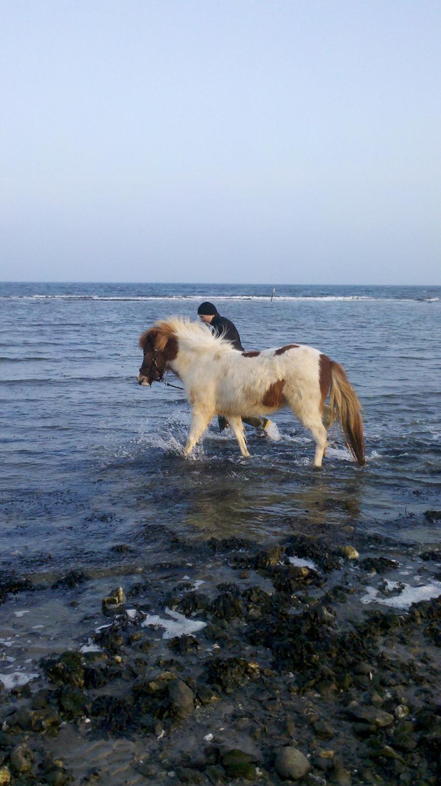 Islænder Litla fra Midtgaard - Plask plask billede 12