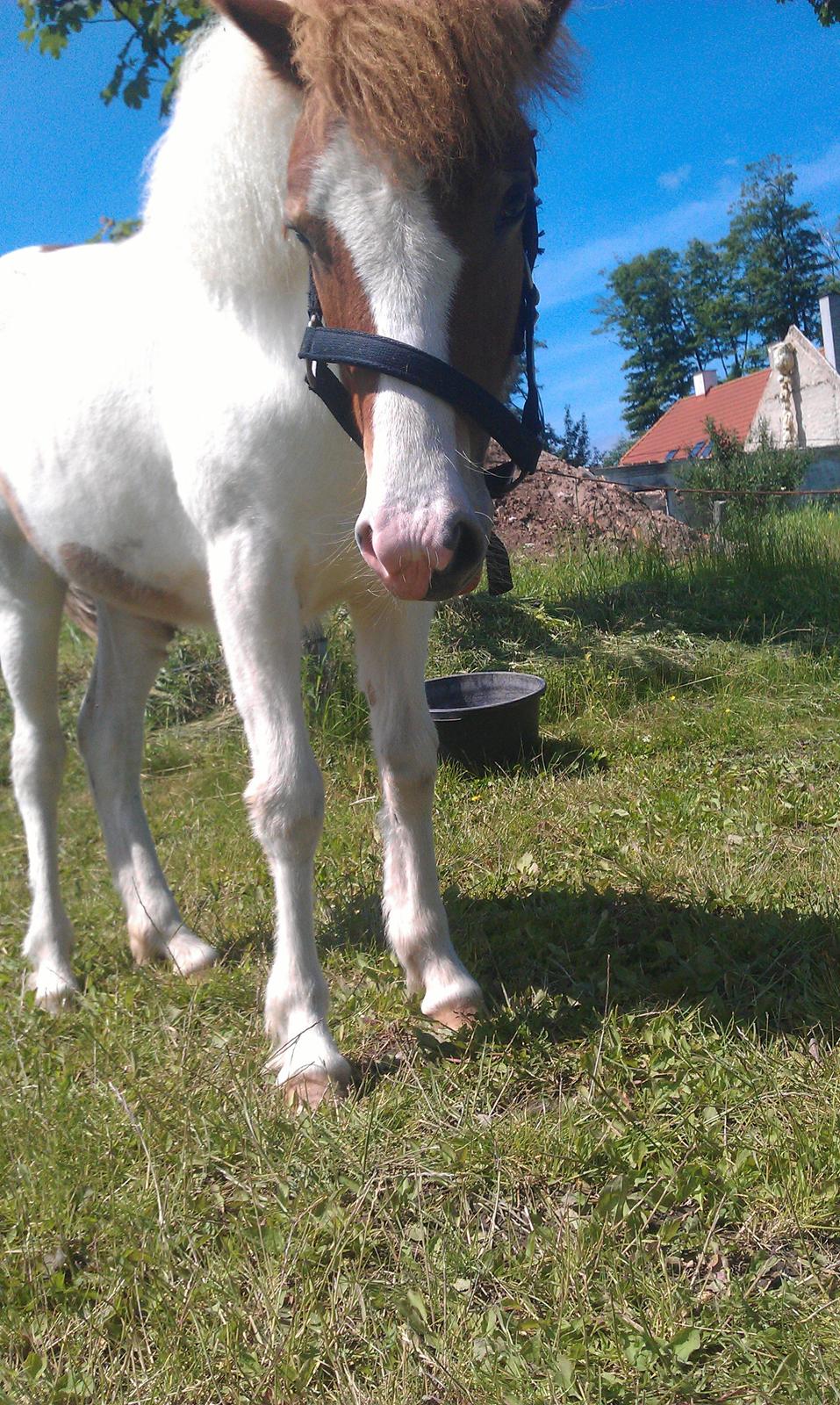 Islænder Litla fra Midtgaard - Så er Litla på græsfold billede 5