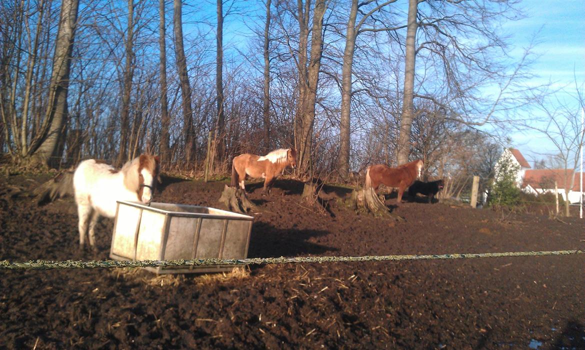 Islænder Litla fra Midtgaard - På fold sammen med de andre hopper billede 14