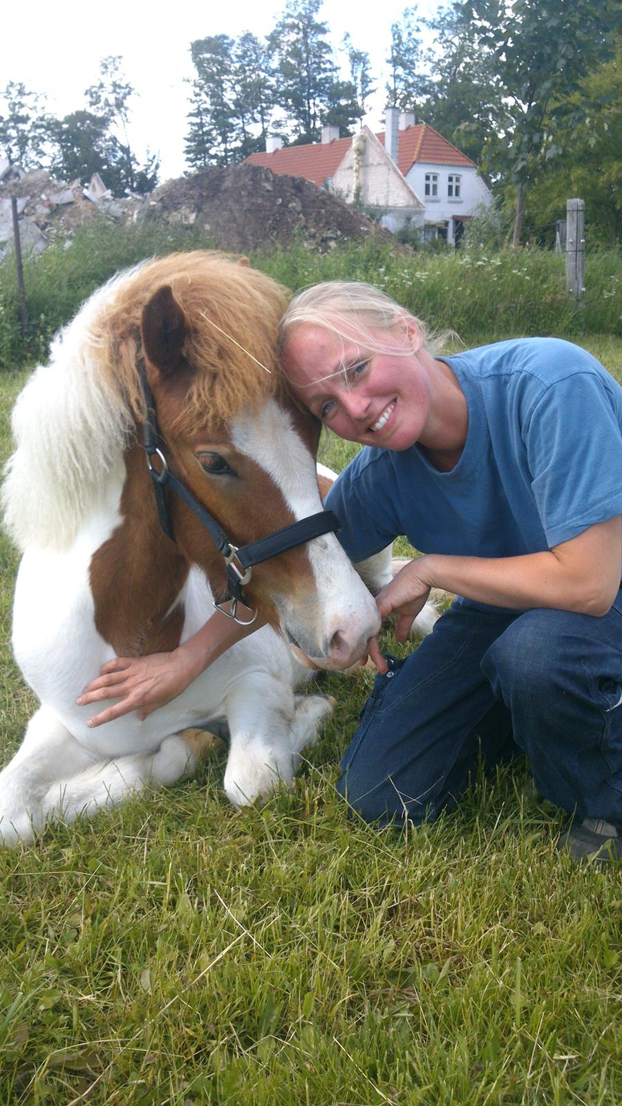 Islænder Litla fra Midtgaard billede 8