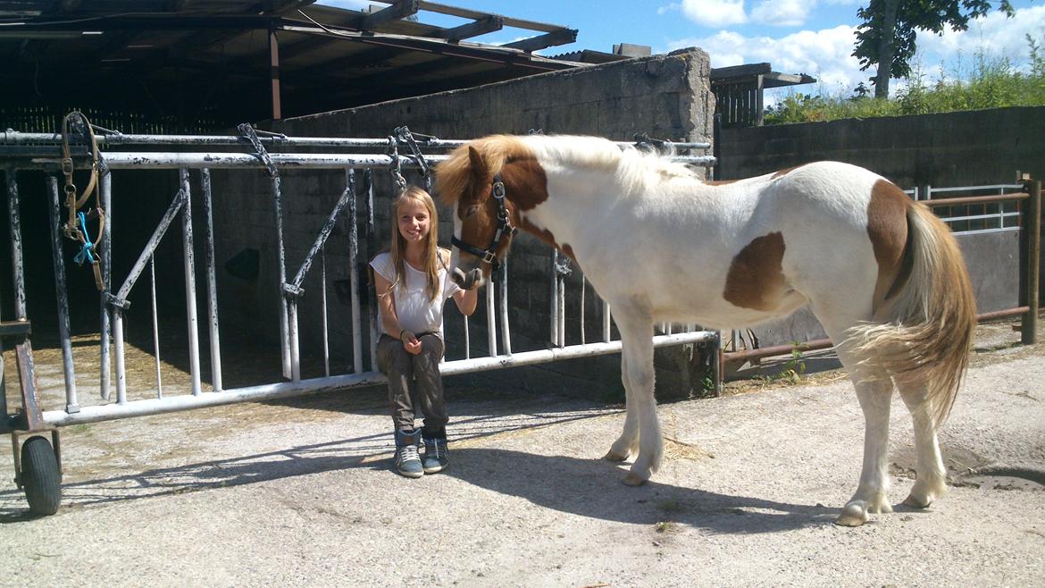 Islænder Litla fra Midtgaard billede 10