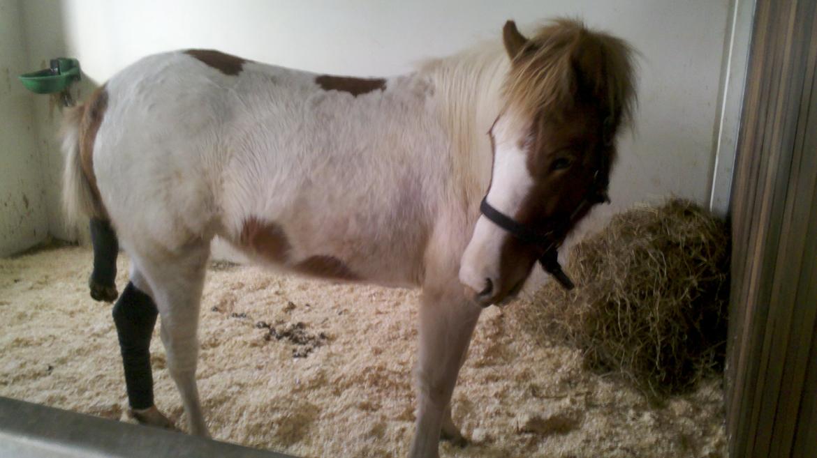 Islænder Litla fra Midtgaard - Litla kom til skade i Oktobers, hun havde flænset hele benet billede 6