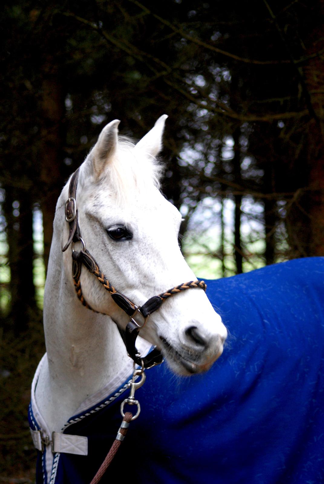 DSP Præstemarkens Mahogni |Honey| - Min smukke pony <3 billede 45